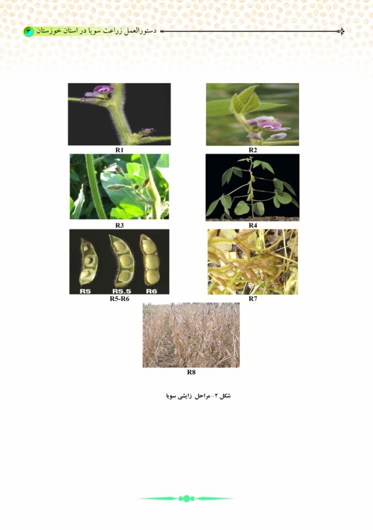 نشریه ترویجی دستورالعمل زراعت سویا در استان خوزستان صفحه 3