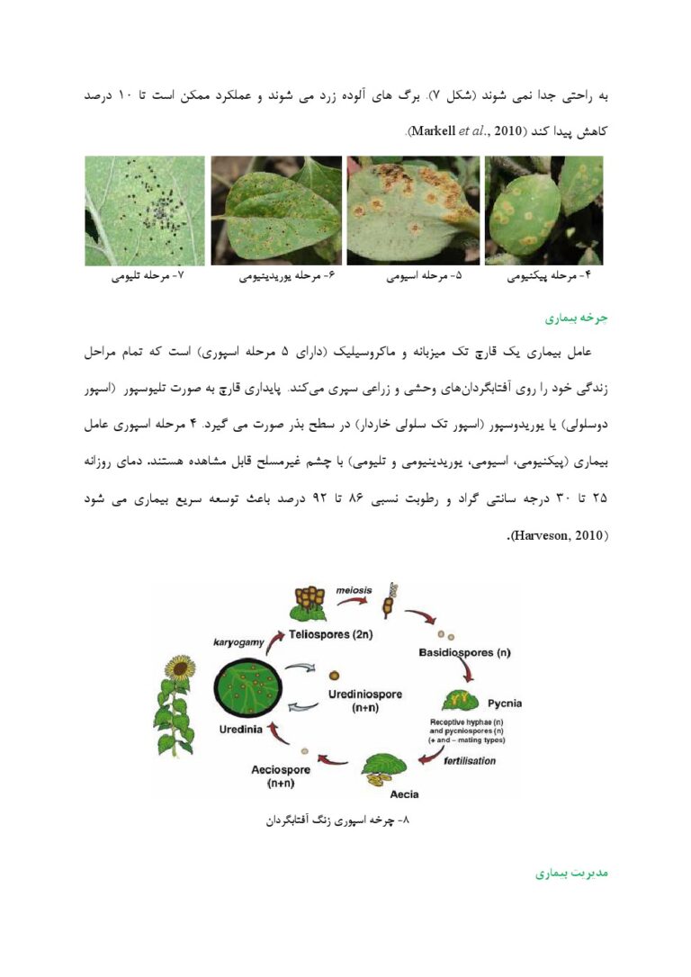 کتاب گیاه پزشکی آفتابگردان صفحه 7