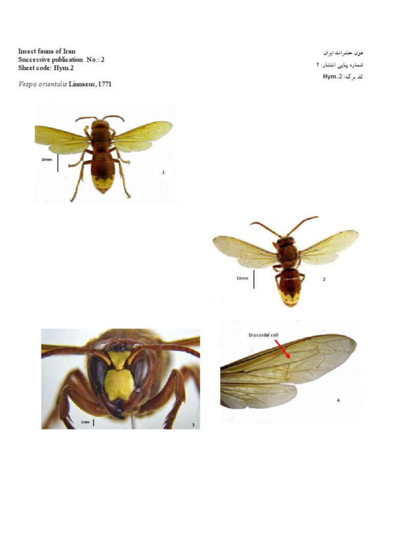 نشریه فنی فون حشرات ایران (بال غشاییان) صفحه 3