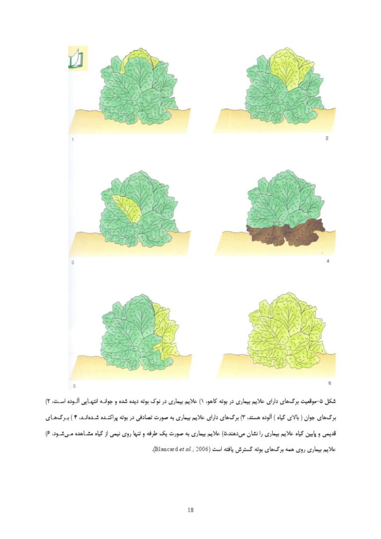 کتاب تشخیص و مدیریت بیماری های کاهو صفحه 9