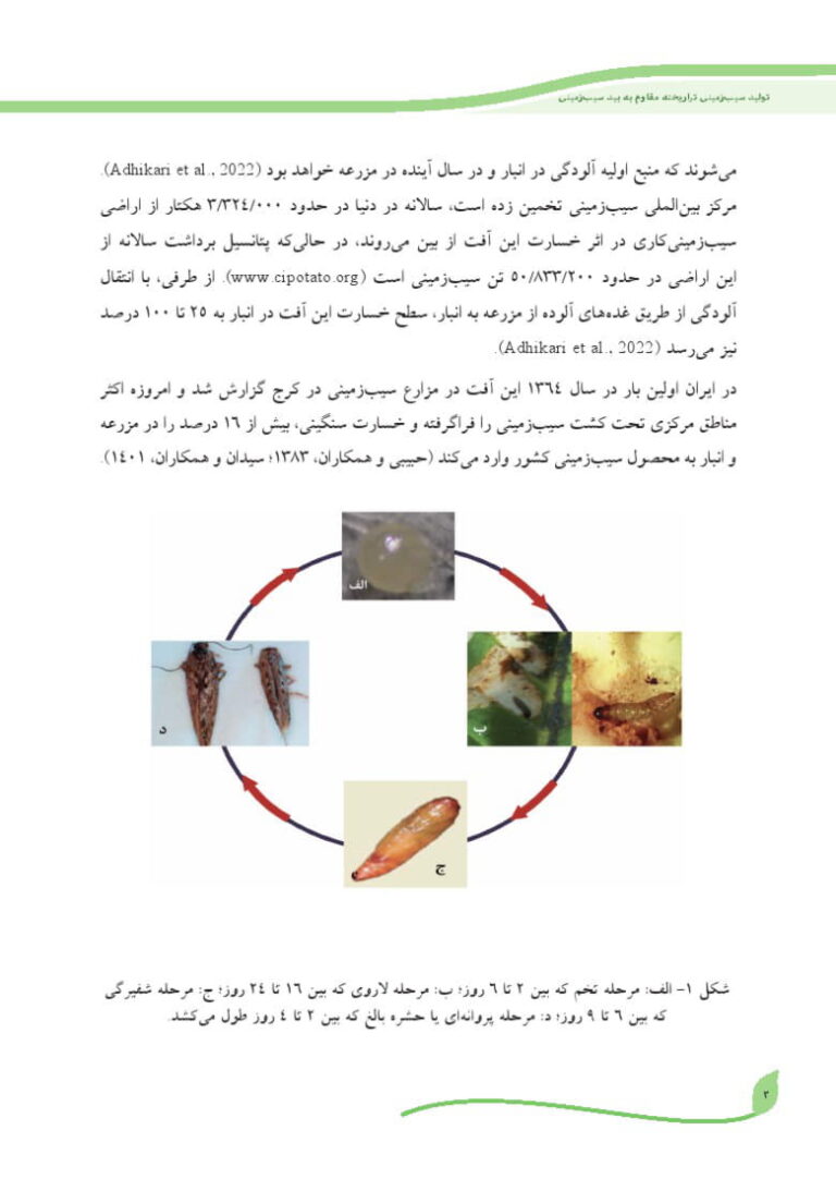 دستورالعمل فنی تولید سیب زمینی تراریخته مقاوم به بید سیب زمینی صفحه 4