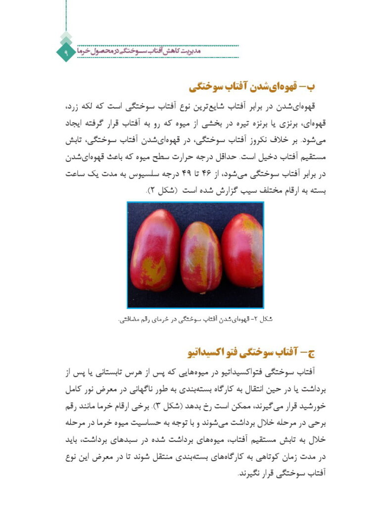 نشریه ترویجی مدیریت کاهش آفتاب سوختگی در محصول خرما صفحه 3